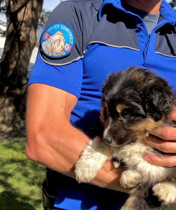 Les polices valaisannes secourent un chiot esseulé